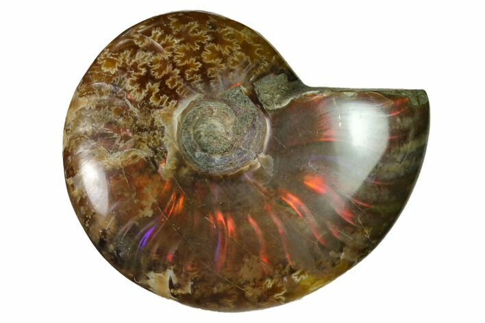 Red Flash Ammonite Fossil - Madagascar #151671